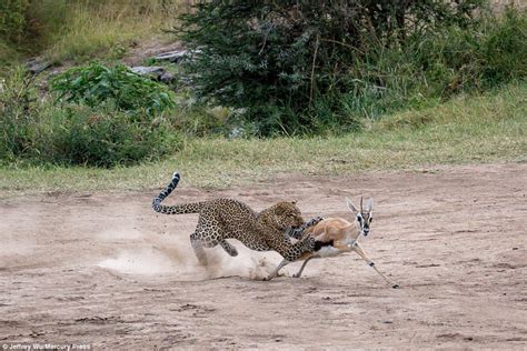 leopard hunting gazelle.